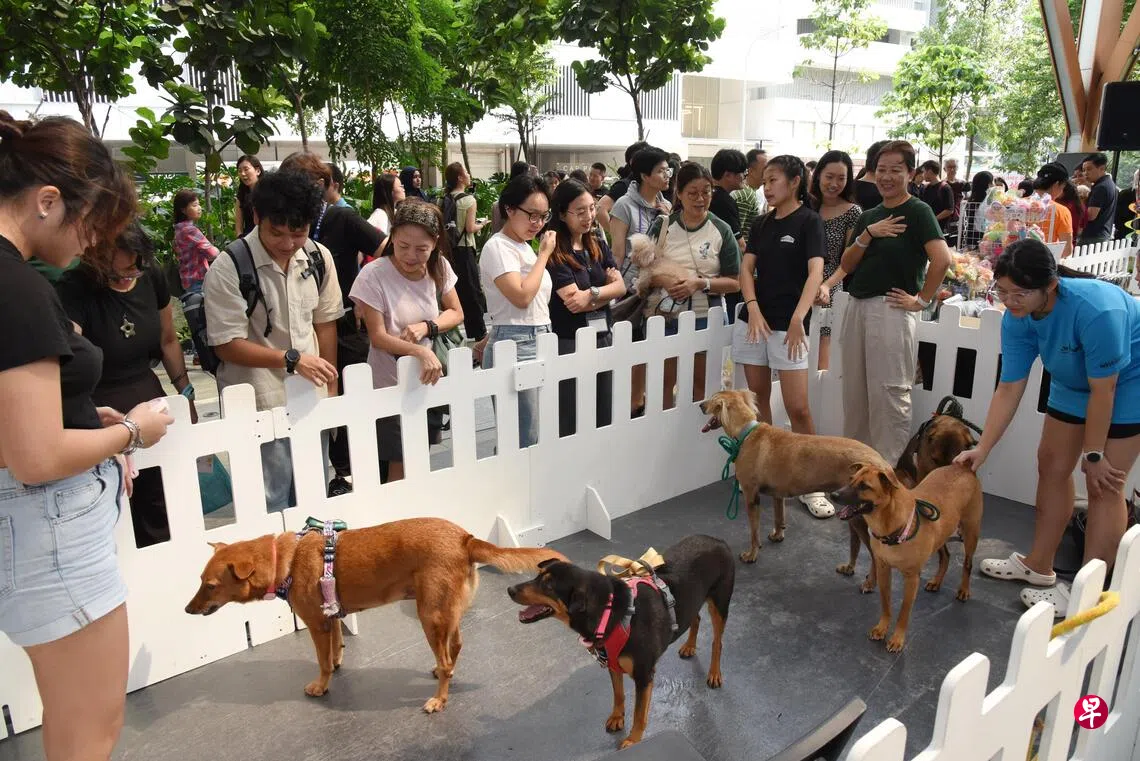 动物与兽医事务组首次在市中心举办动物领养活动，吸引大批公众前来观望、与狗儿互动。 （特约摄影伍书永摄）