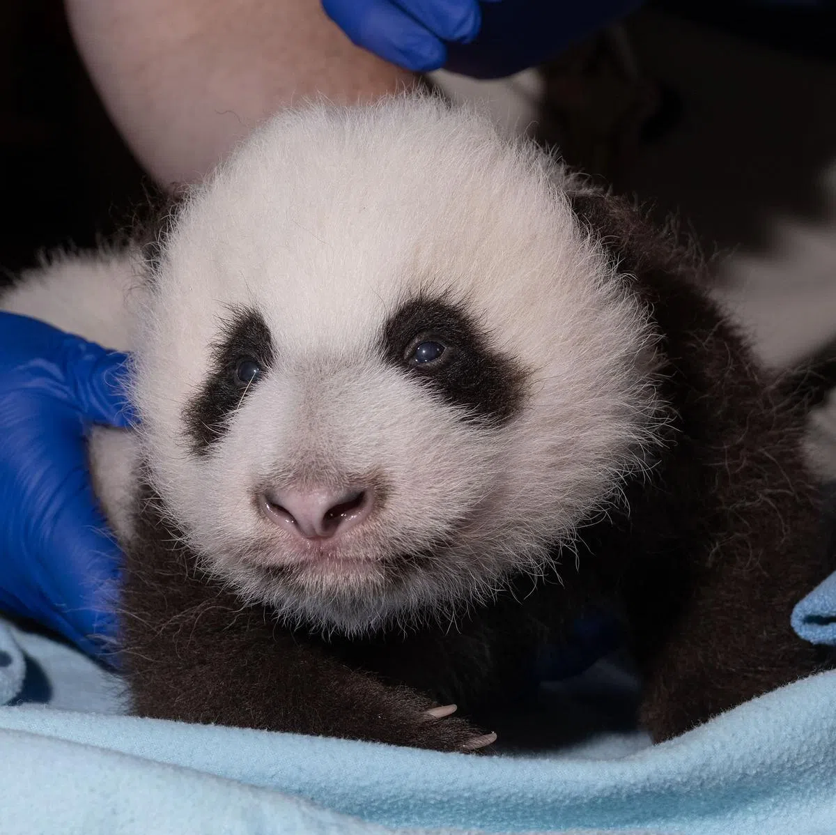 “小奇迹”是大熊猫“美香”经人工授精成功诞下的熊猫宝宝（取自史密森尼生物保护研究所面簿） 