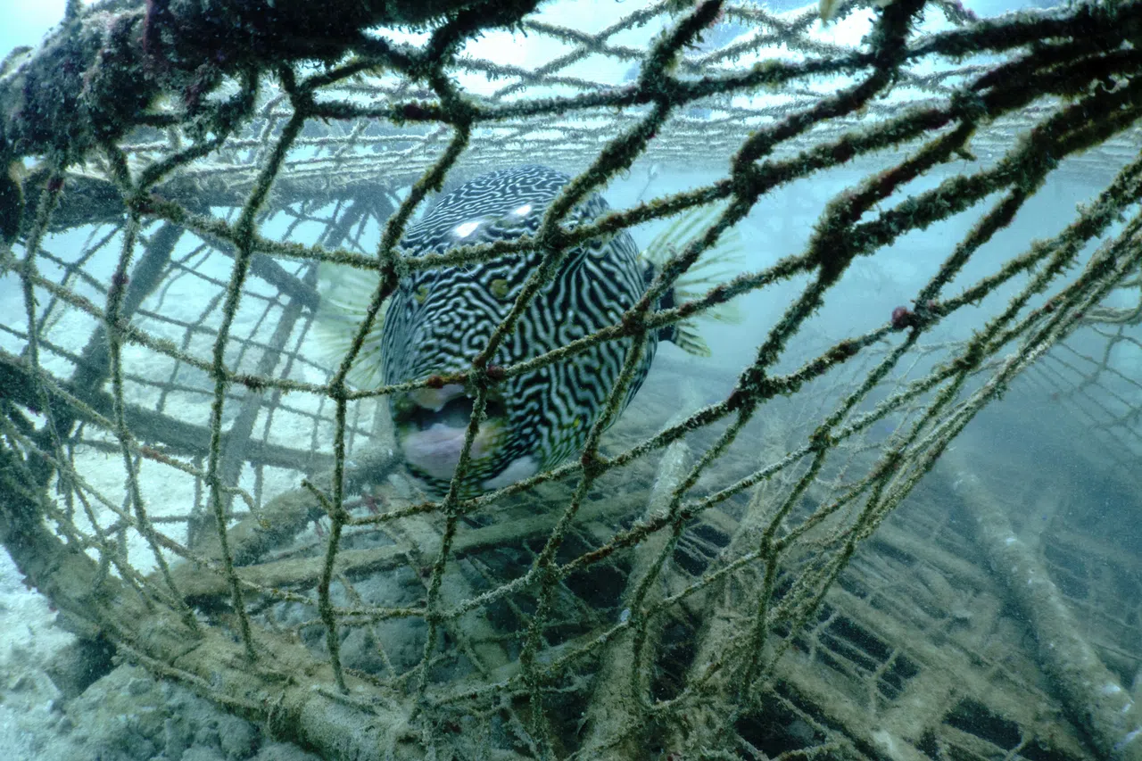 一只星斑叉鼻鲀（star puffer fish）4月初被发现受困于普吉岛海水中的废弃渔笼里。（路透社）