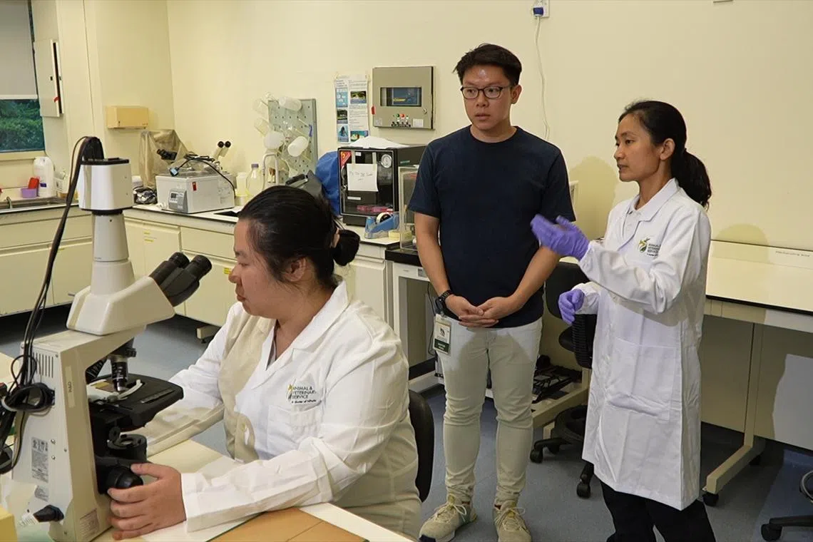 动物与兽医事务组处长陈桂月医生（右）强调，公众难判动物死因，因此科学解剖遗体至关重要。（视频截图）