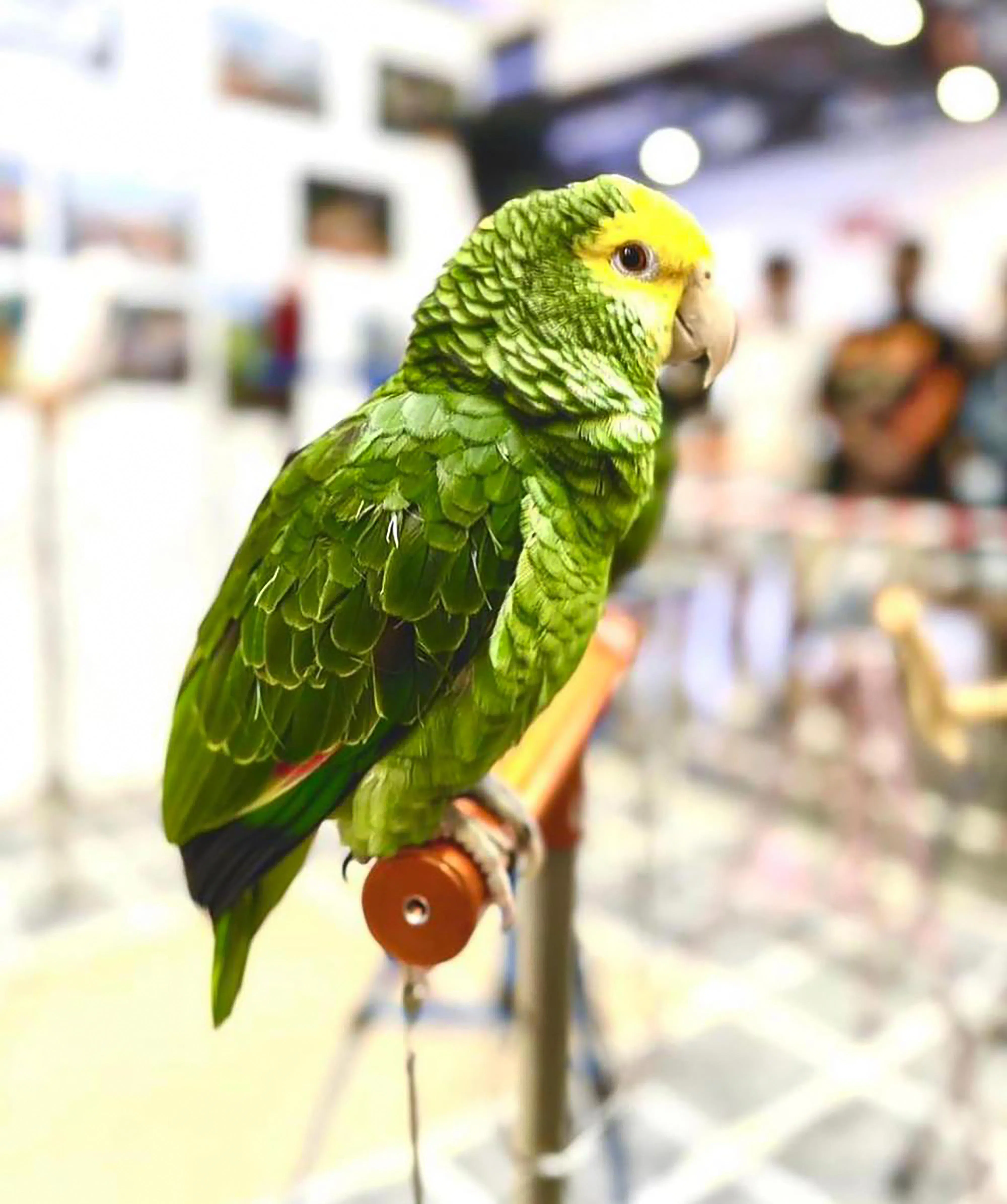 鹦鹉飞行秀，大人小孩都喜欢。（受访者提供）