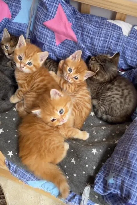 丘俊鑫家中共有五只猫咪。（截自丘俊鑫猫咪IG账号）