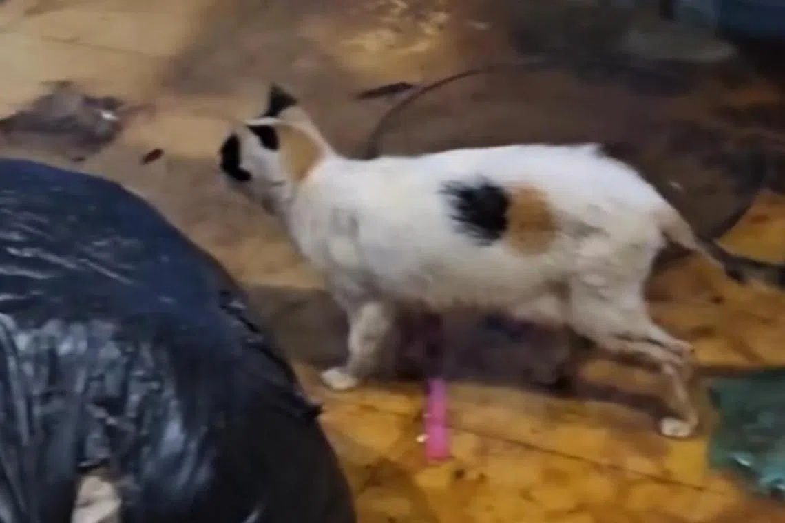 猫只都在粪便中穿行。（防止虐待动物协会脸书视频截图）