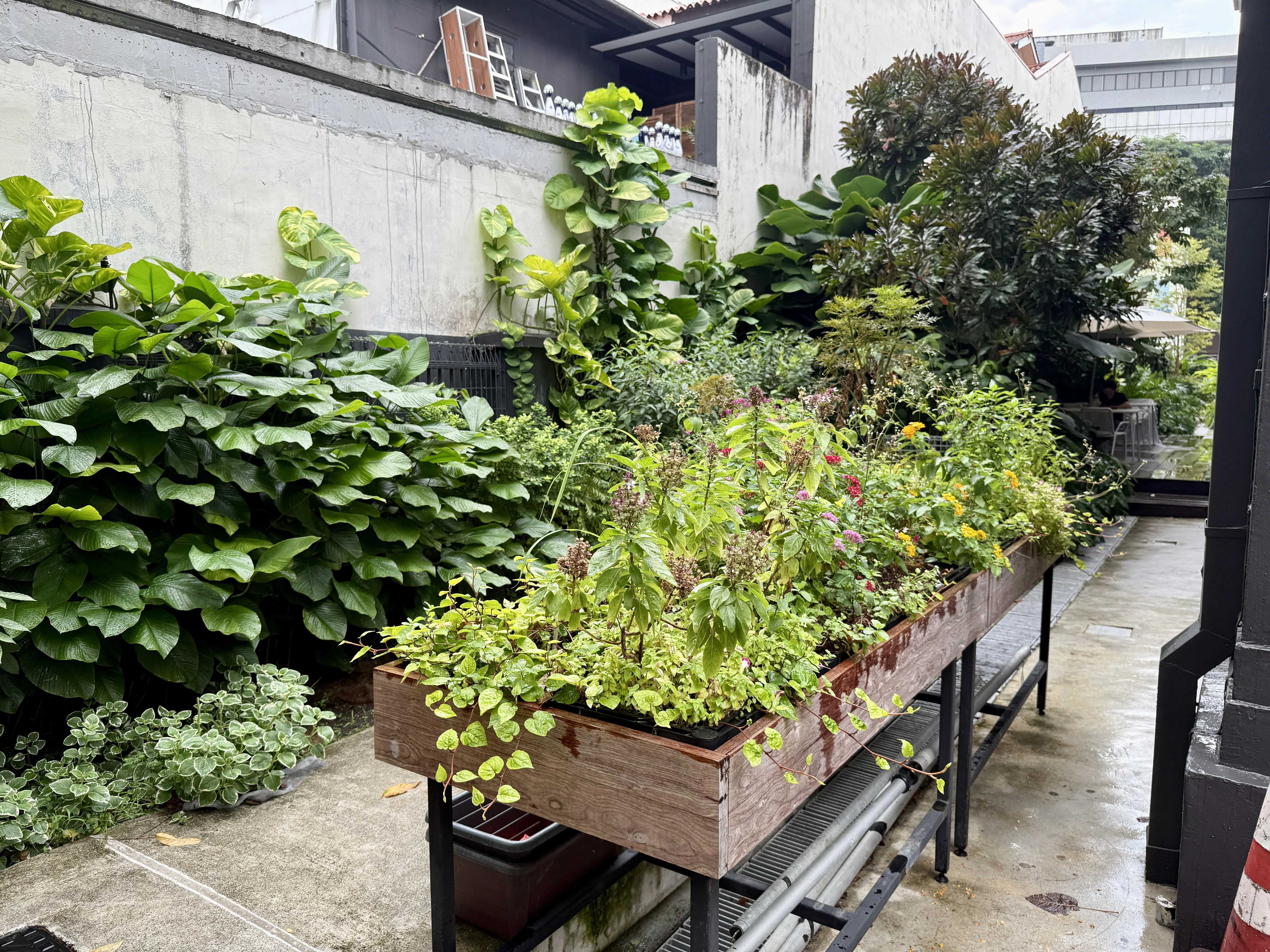 Bettr Coffee & Bar小花园，各种可食香草与植物茁壮生长。（陈映蓁摄）