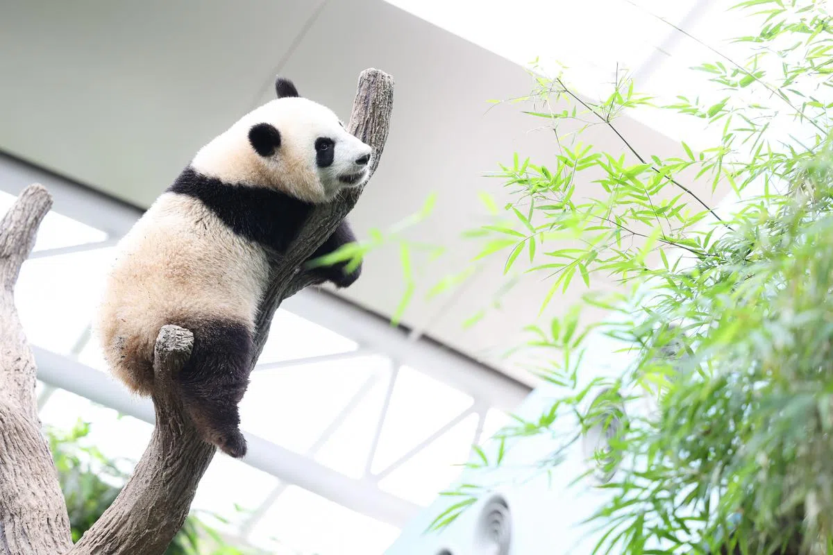 根据协定，大熊猫宝宝叻叻两岁时必须回到中国。叻叻不久前才庆祝了1岁生日。（李冠卫摄）