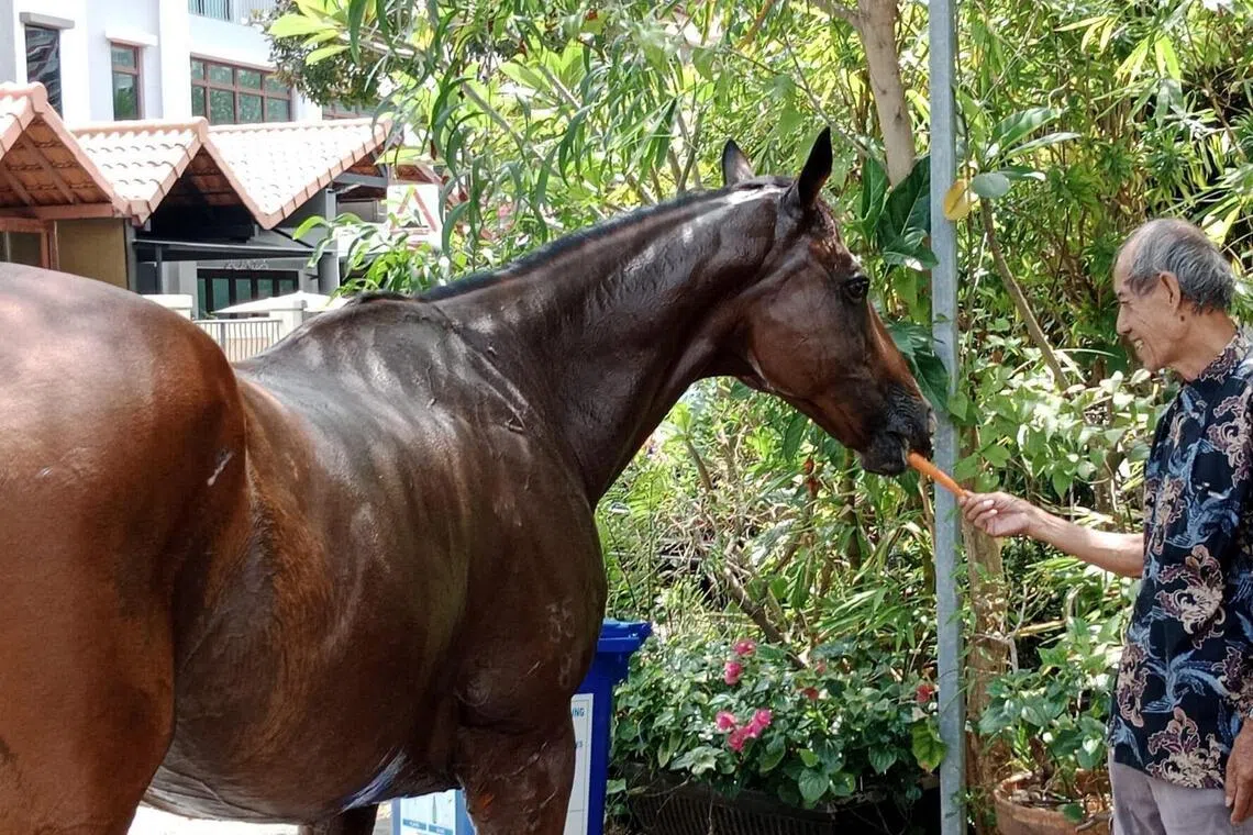 一匹褐色骏马星期二（3月3日）早上出现在巴西立一带伊莱雅路。（受访者提供）
