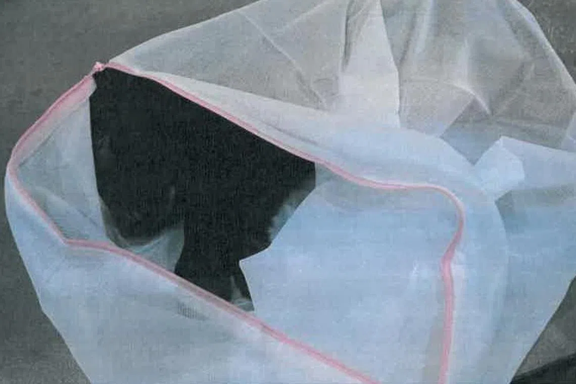 图中拉布拉多幼犬被注射镇静剂后塞进洗衣袋，获救后还被证实感染犬细小病毒。（国家公园局提供）