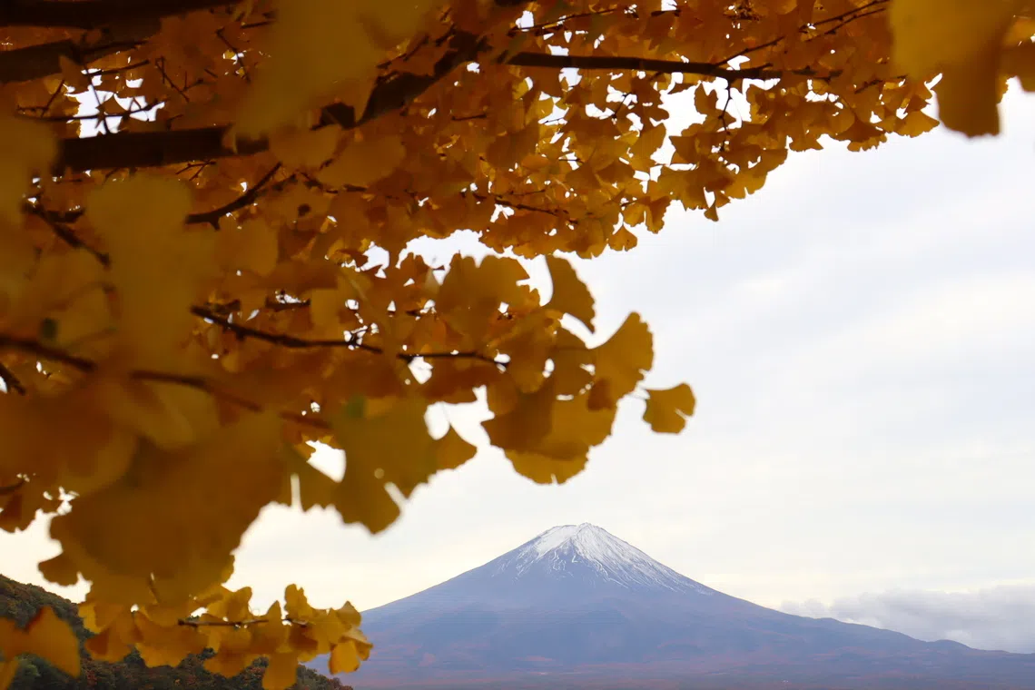 黄色银杏叶与富士山。（陈芷馨摄）