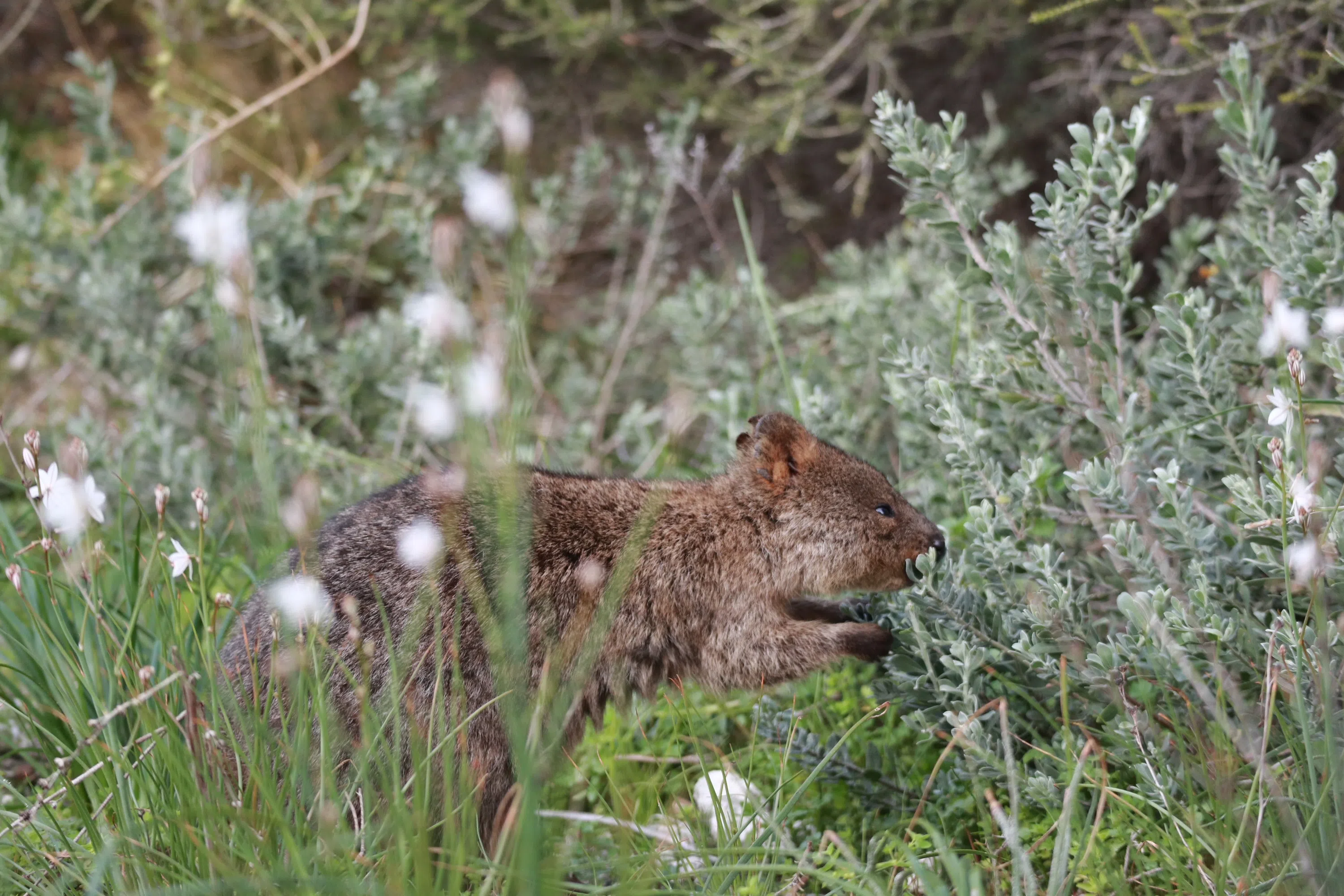 吃叶子的短尾矮袋鼠。                        （林莉琪摄）