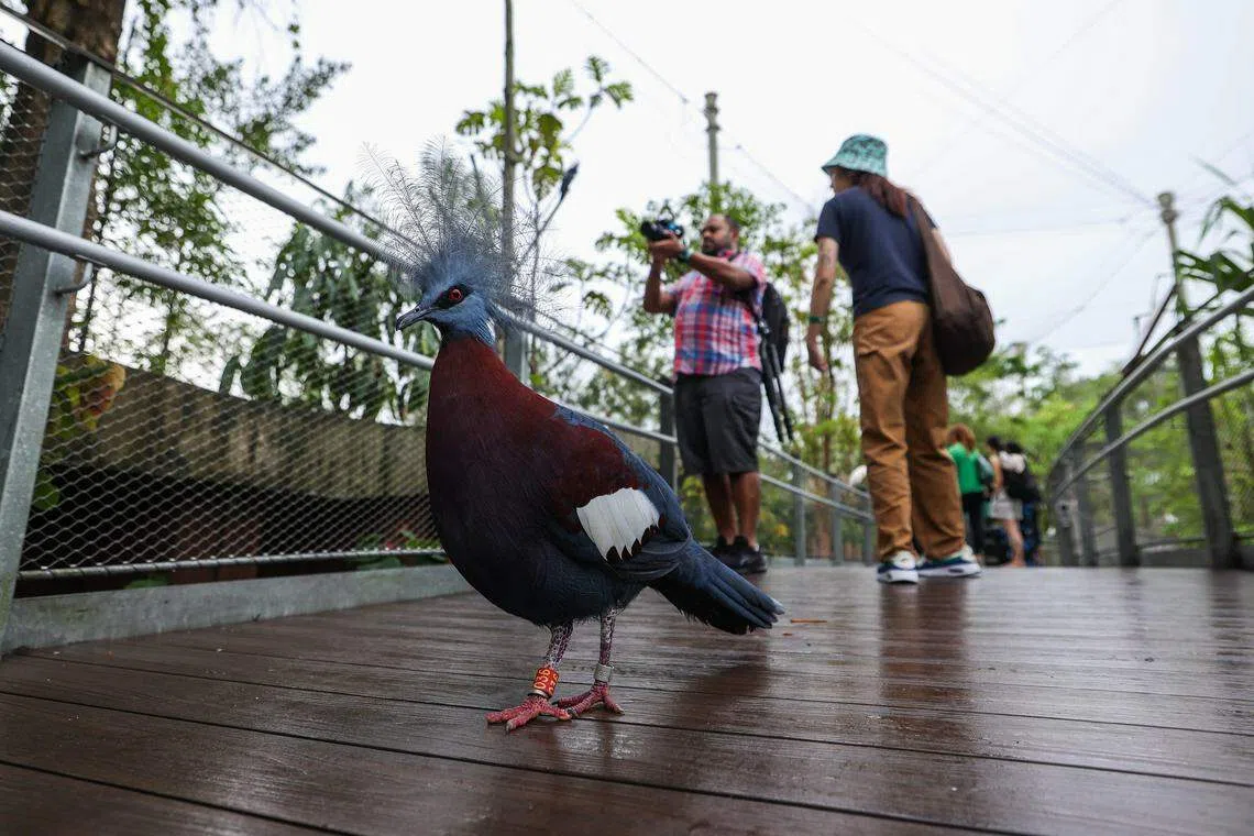 公众可在户外鸟舍近距离观赏鸟类，园方提醒公众观赏时注意脚下，切勿踩踏或做出伤害鸟儿的行为。（白艳琳摄）