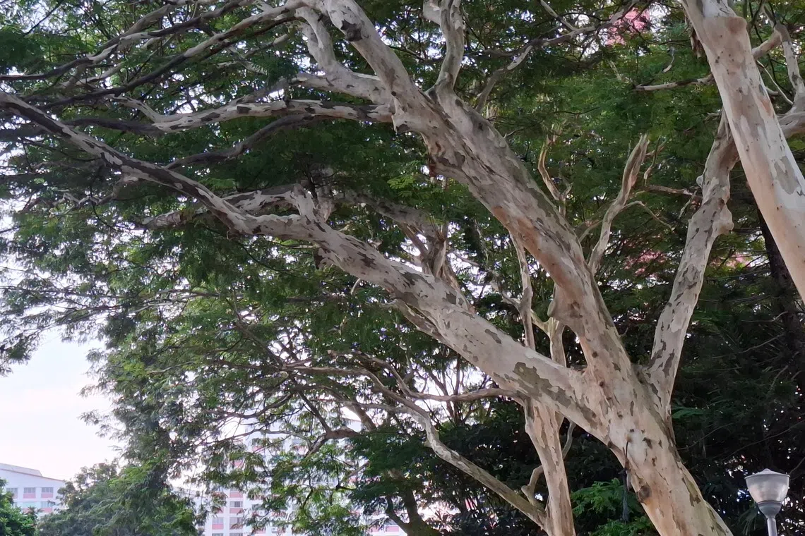 蜕皮的铁架木一身青青白白。（夏心摄）