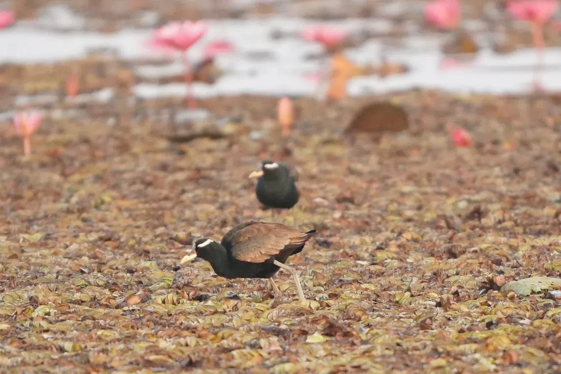 两只铜翅水雉（Bronze-winged Jacana）在觅食。（梁金菊摄）