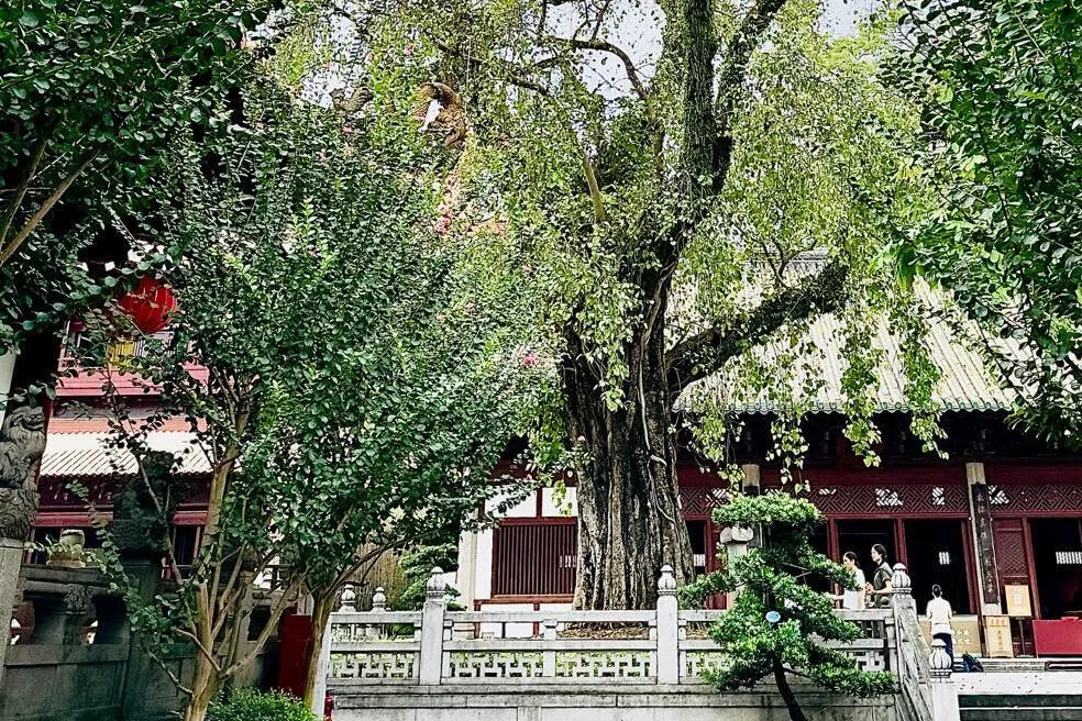 刘慧慧：当下一刹千年
