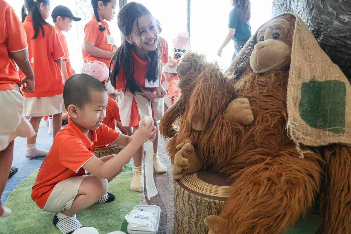 职总优儿学府幼乐园的学生围绕红毛猩猩绒毛玩具，参与模拟急救活动，使用纸板、树枝等自然材料“包扎伤口”。（李冠卫摄）