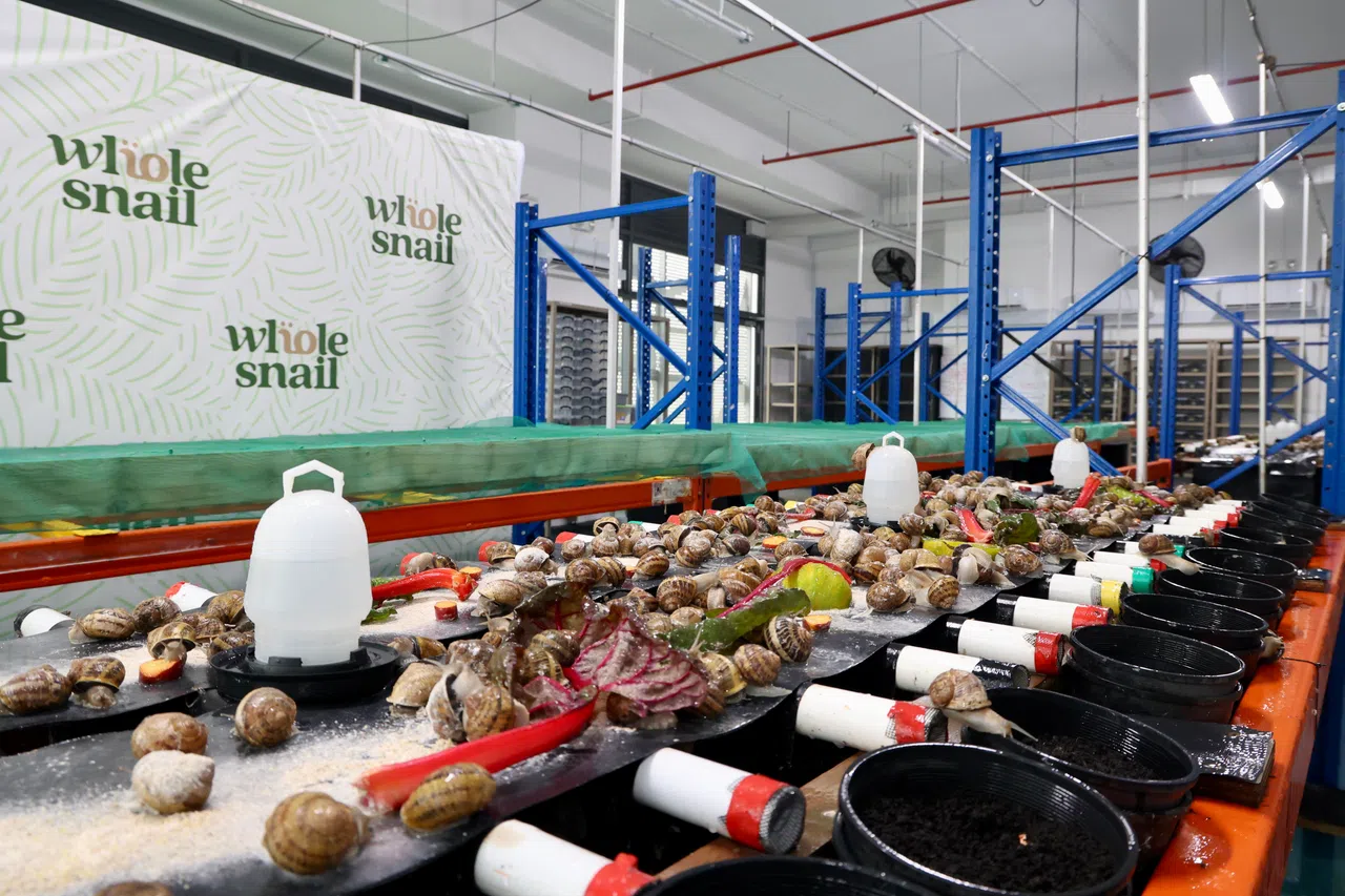 食用蜗牛从农场直接供应给本地各家餐厅，成为法式料理和高端菜肴的食材选择。（邝启聪摄）
