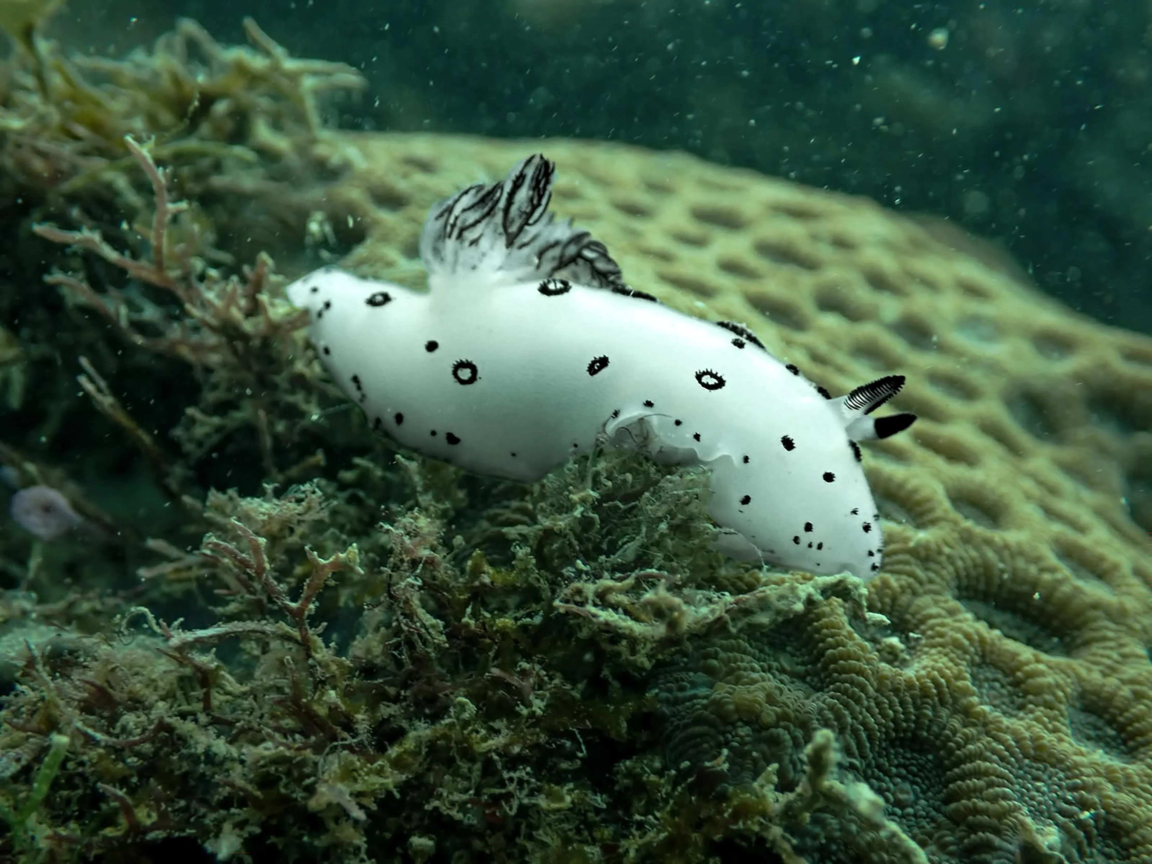 裕廊岛以南海域拥有丰富的生物多样性，包括图中的海麒麟。（拉萨利（Halimah Razali）提供）