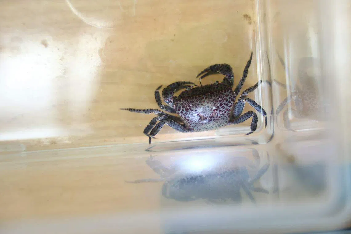 沼泽森林蟹娇小玲珑，成年蟹身长约四公分。（陈渊庄摄）