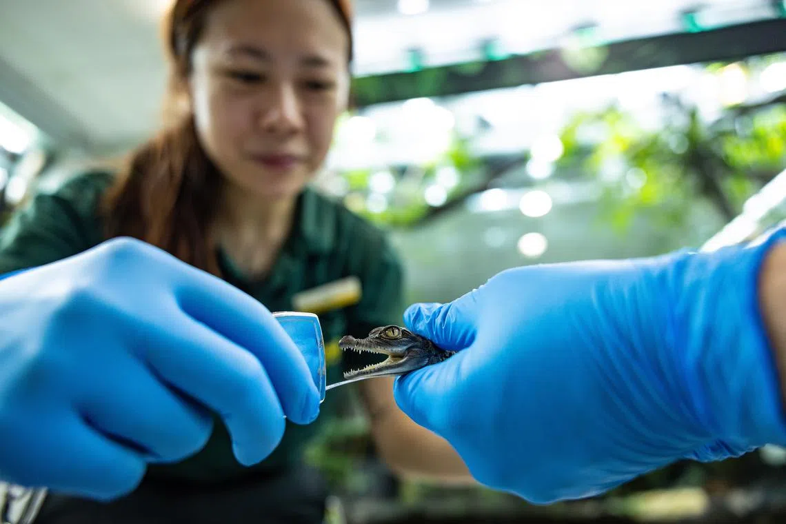 保护人员细心呵护掌心里这条才一个月大的菲律宾鳄初生宝宝。菲律宾鳄是全球极危物种，动物园自2022年引进一对经基因配对的鳄鱼后成功促成配对，3月初喜获首窝鳄鱼蛋，6月成功孵出这只雌性幼鳄。（万态保育集团提供）