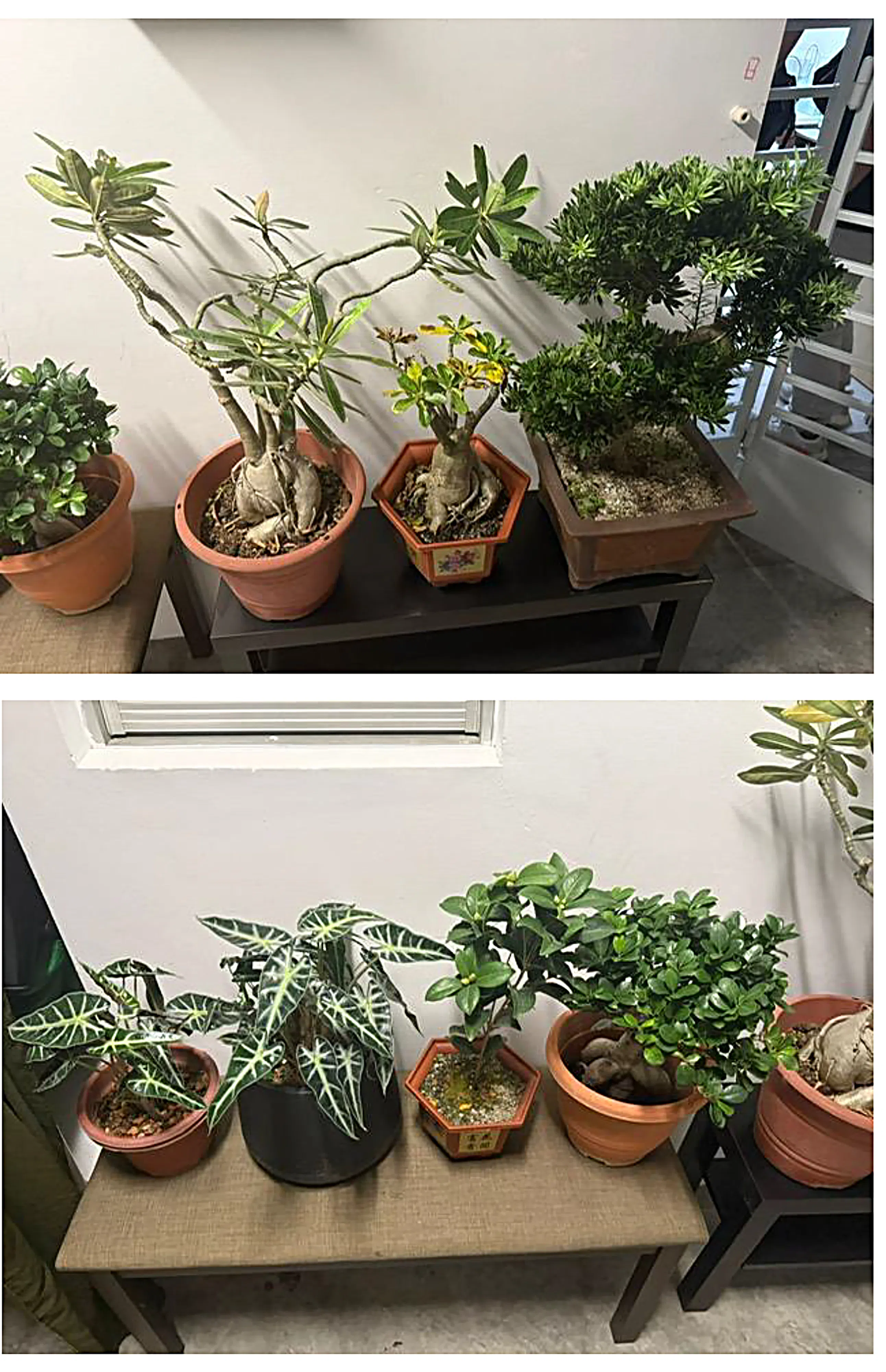 陈先生取回了大部分的盆栽、花架和花盆。（警方提供）