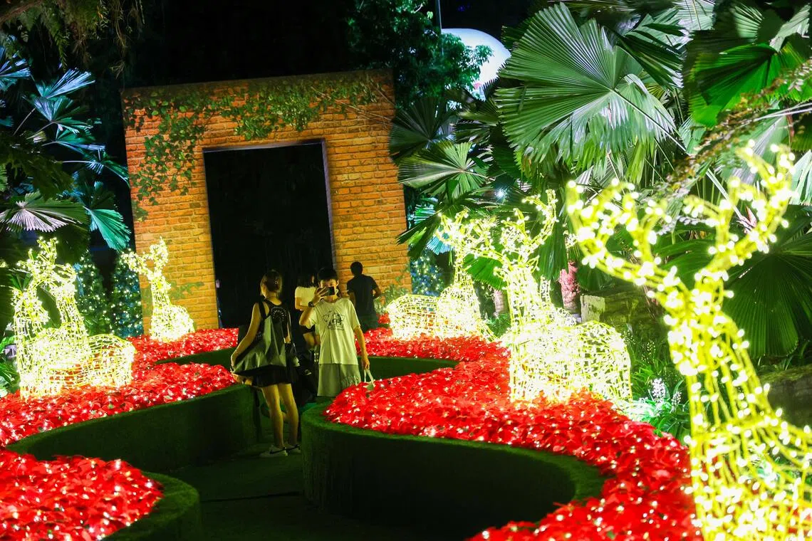 由金色驯鹿和红色花海组成的“Enchanted Blooms”灯光装置，营造缤纷亮丽的节庆场景。（林明顺摄）