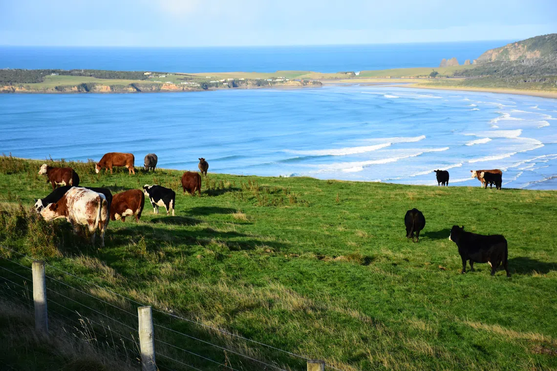 太平洋岸边的牧场，色彩层次分明，妆点着新西兰的海岸线。（李选楼摄）