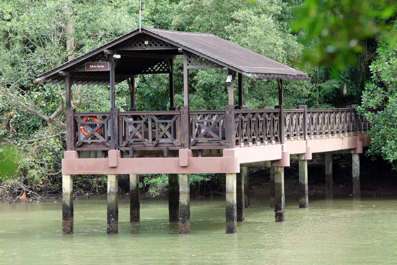 原是一条结构脆弱的旧桥，经国家公园局重建后，变成双溪布洛湿地保护区内的一个全新瞭望台，让公众在此静观自然生态。（邝启聪摄）