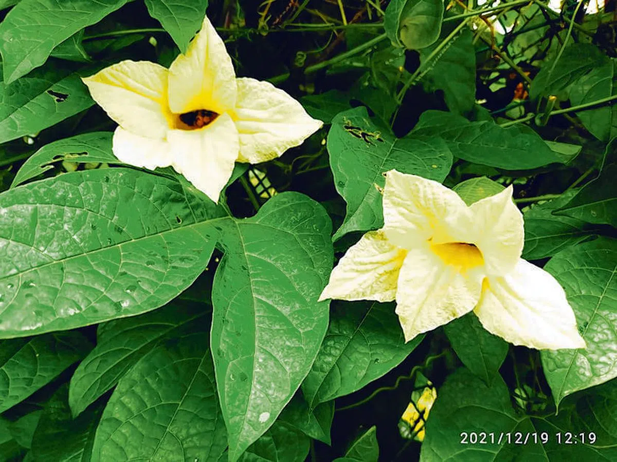 木鳖果雌雄异株，这两朵雄花不结果。