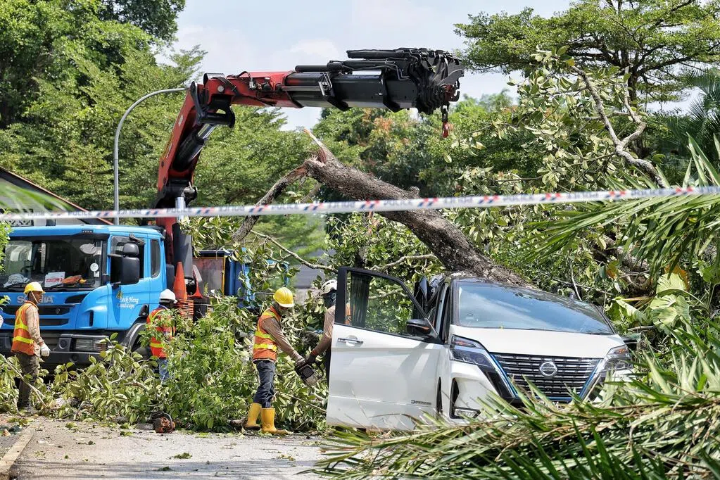 荷兰路一带大树倒砸三车 司机：差一秒砸中我