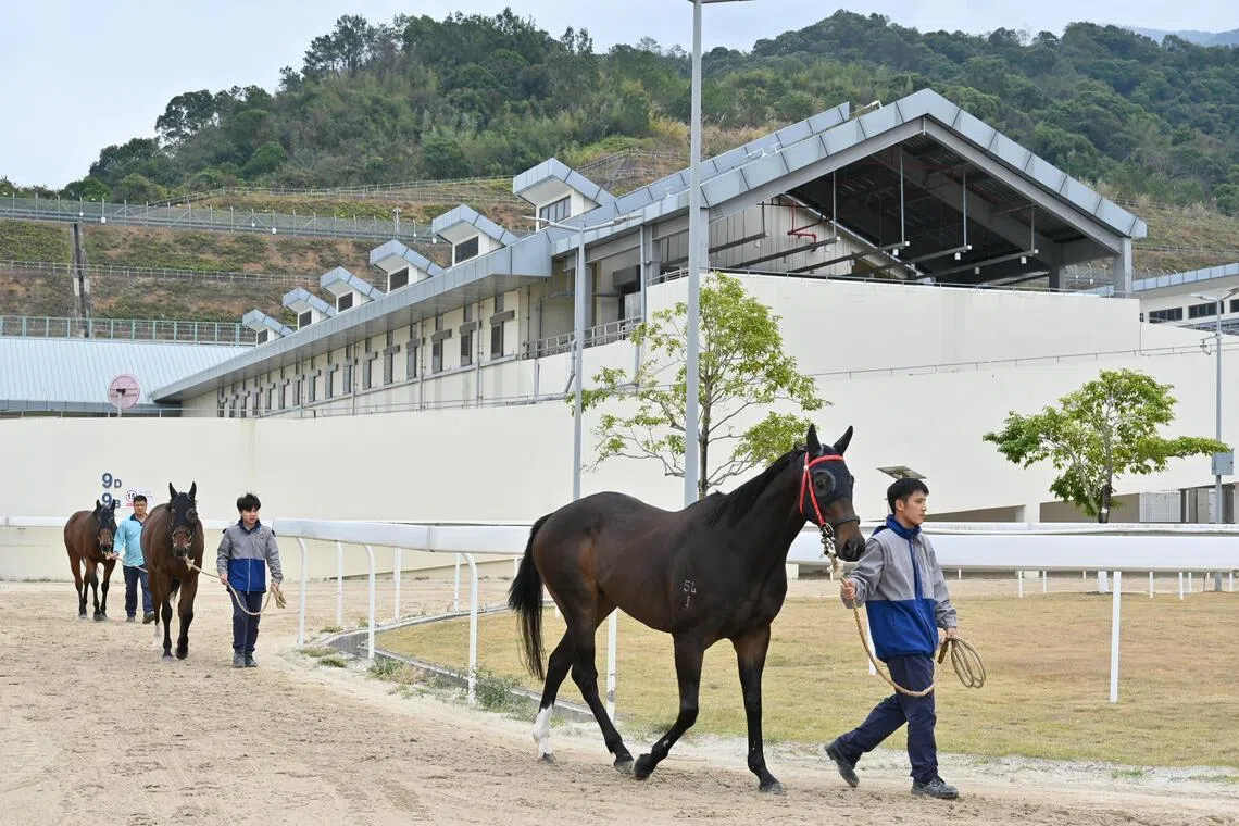 从化马场占地150多公顷，拥有四条跑道、12栋马房、马匹医院、马泳池等设施，最多可容纳超1100匹赛马同时驯养。图为马场工作人员牵着赛驹前往游泳池。（中新社）