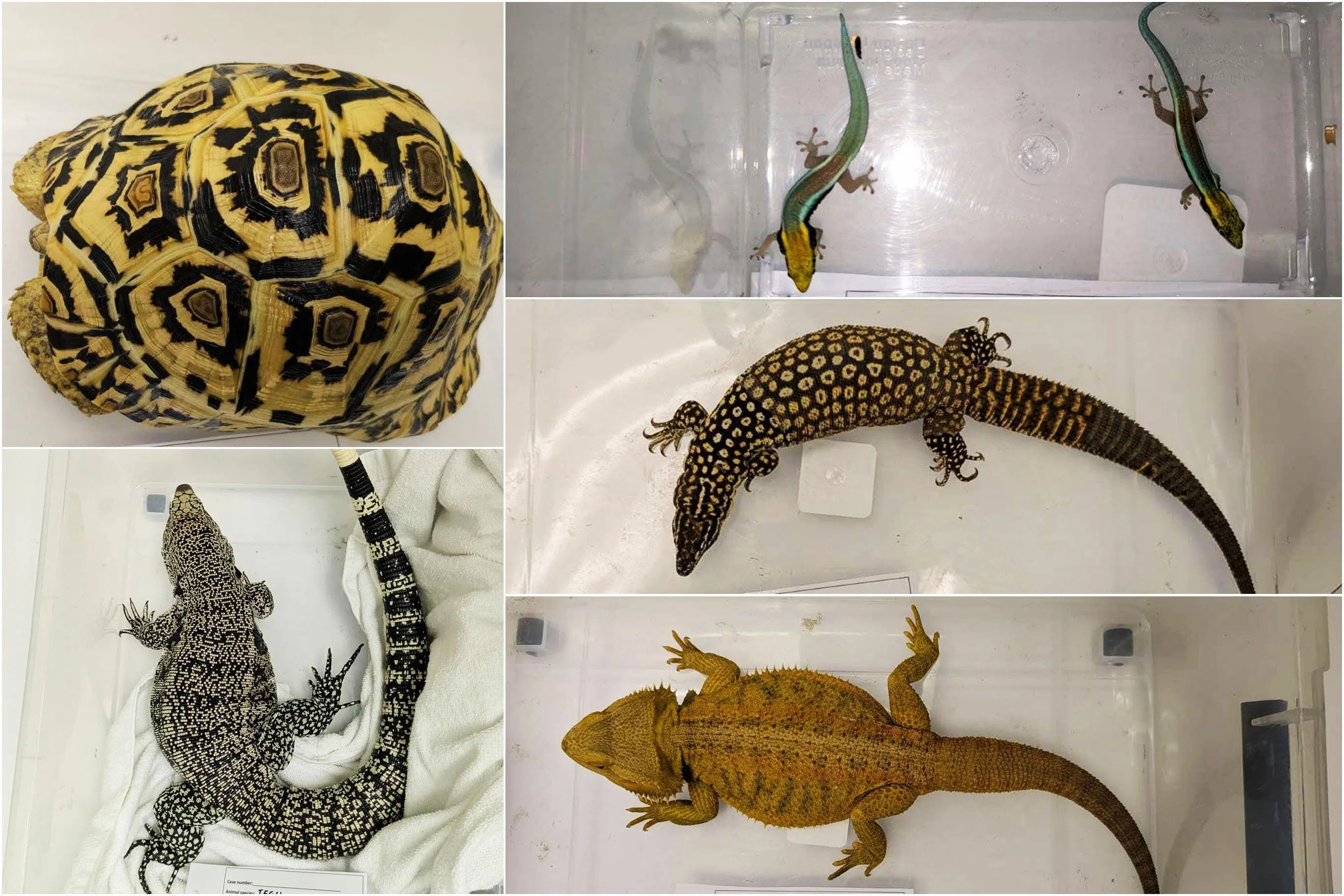 公园局10月9日查获的濒危野生动物，包括黄头日守宫、豹纹陆龟、棘尾巨蜥和阿根廷黑白泰加蜥。（国家公园局提供）