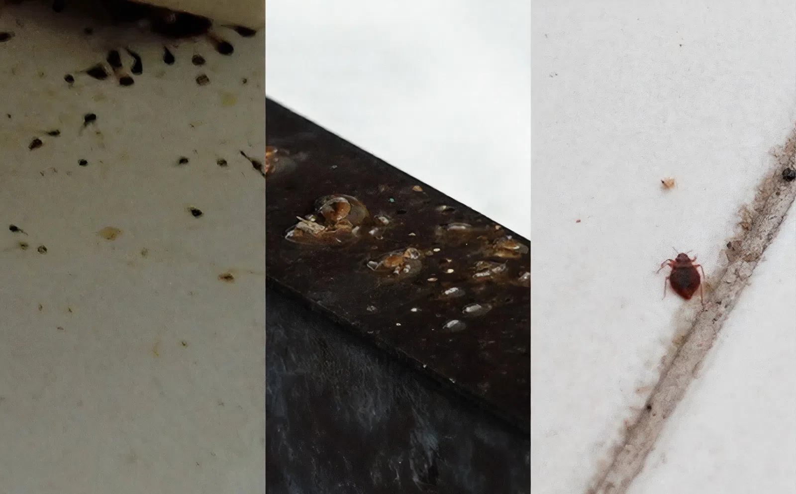 左边黑色颗粒为臭虫排泄物；中间白色颗粒为虫卵，右边为臭虫成虫。（视频截图）