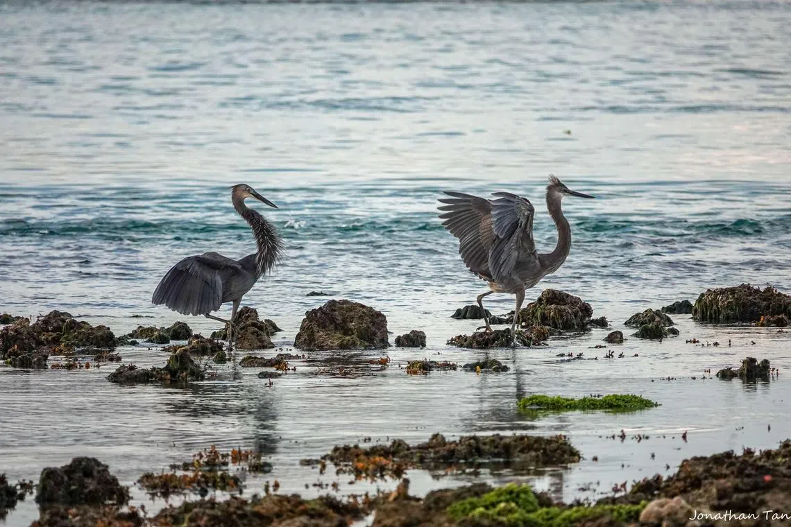 南部岛屿的鸟类极其多元，有172种本土鸟。图为乌灰鹭（Great-billed Heron），它们行动迟缓，常慢步在水边浅水处低头觅食。（陈勇豪提供）