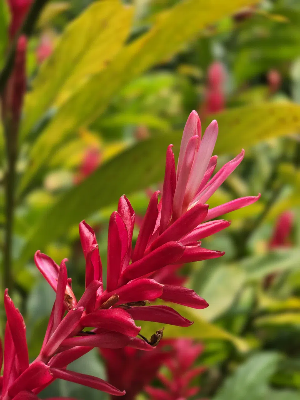 近距离拍摄花朵时，S25 Ultra展现卓越的细节捕捉能力。（黄少伟摄）