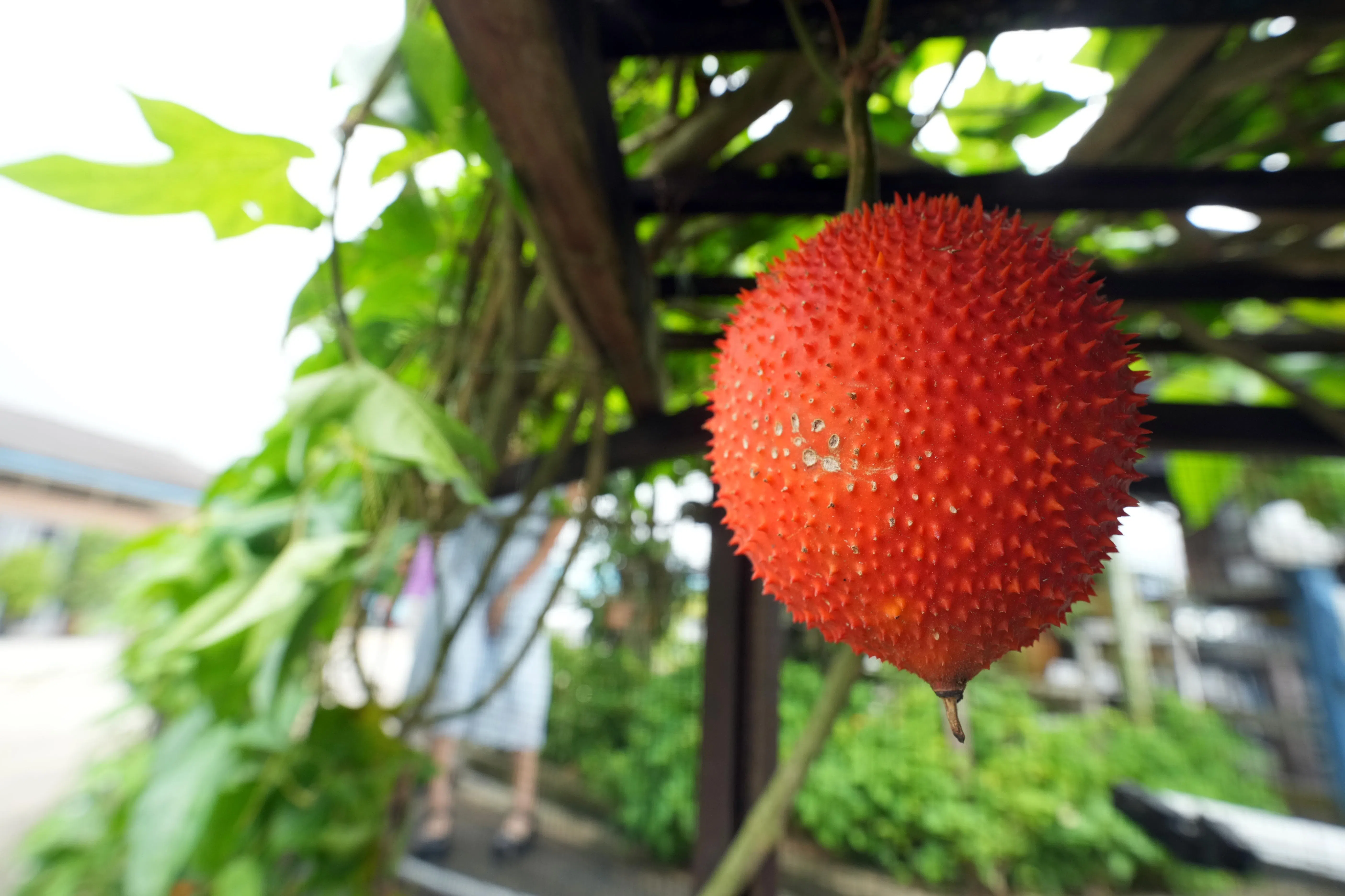 木鳖果被誉为“来自天堂的水果”，可以直接吃，也可煮成汤，有些人甚至当中药用。（谢智扬）