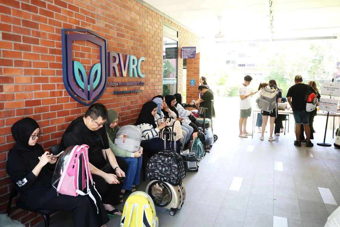 好几十名猫咪主人静静坐在新加坡国立大学岭景寄宿型学院门口，等着为自己的猫咪植入晶片，完成注册。（蔡家增摄）