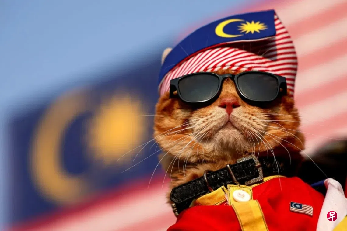 连四年参与马国国庆庆典 明星猫“King Oyen”现身彩排吸睛