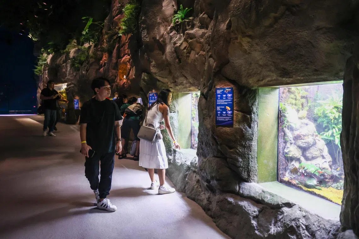 访客能在“征服陆地”（Conquering Land）展区看到不少首次亮相的新品种，包括日本大鲵、极危的墨西哥钝口螈、濒危的“的的喀喀湖蛙”等。（白艳琳摄）