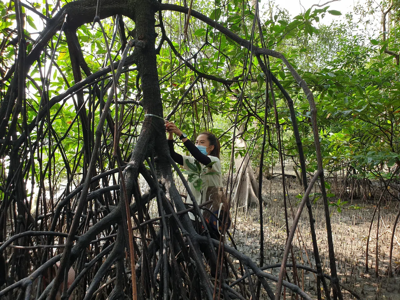 工作小组的其中一项任务是了解黄冠鹎喜爱的生态环境。（国家公园局提供）