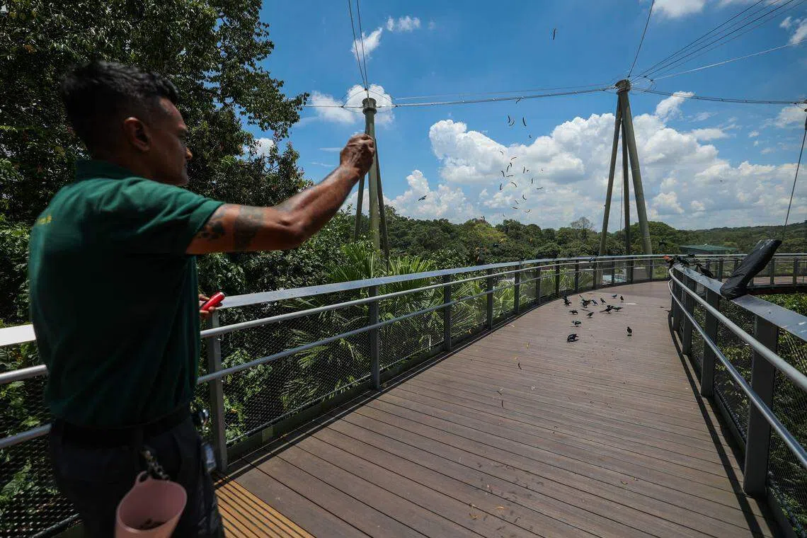 非洲“翼”境是飞禽公园最大的鸟舍之一。饲养员在吊桥响起蜂鸣器，并抛出虫子，让飞禽聚集，通过目测，大略计算鸟舍里的飞禽数量和观察飞禽进食与健康状态。（白艳琳摄）