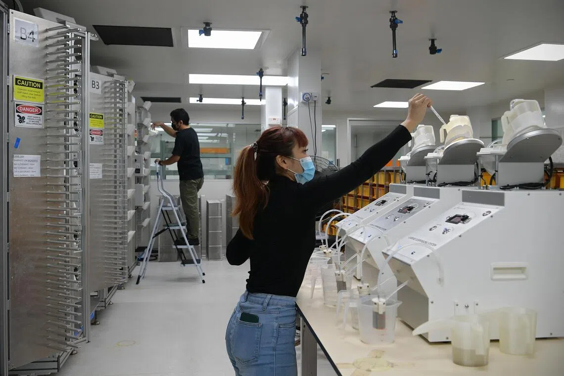 本地现有两座产蚊厂，分别由环境局和科技公司Debug by Alphabet经营，每周共可以生产约1100万只带菌雄蚊。（档案照片）