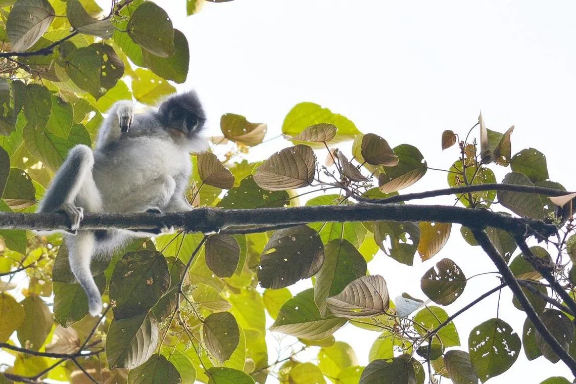 爪哇灰叶猴在印尼栖息，IUCN红色名录等级是易危。（Rahayu Oktaviani摄）