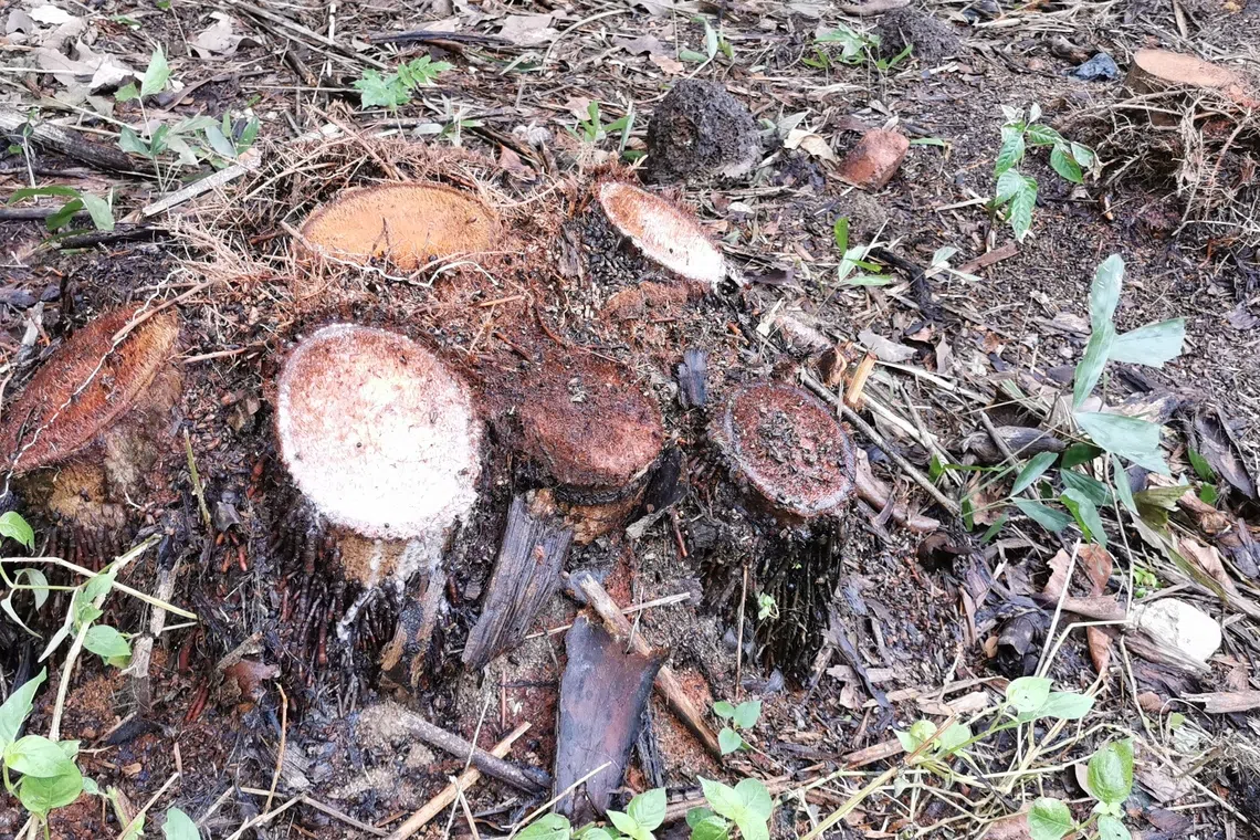 鱼尾葵。（夏心摄）