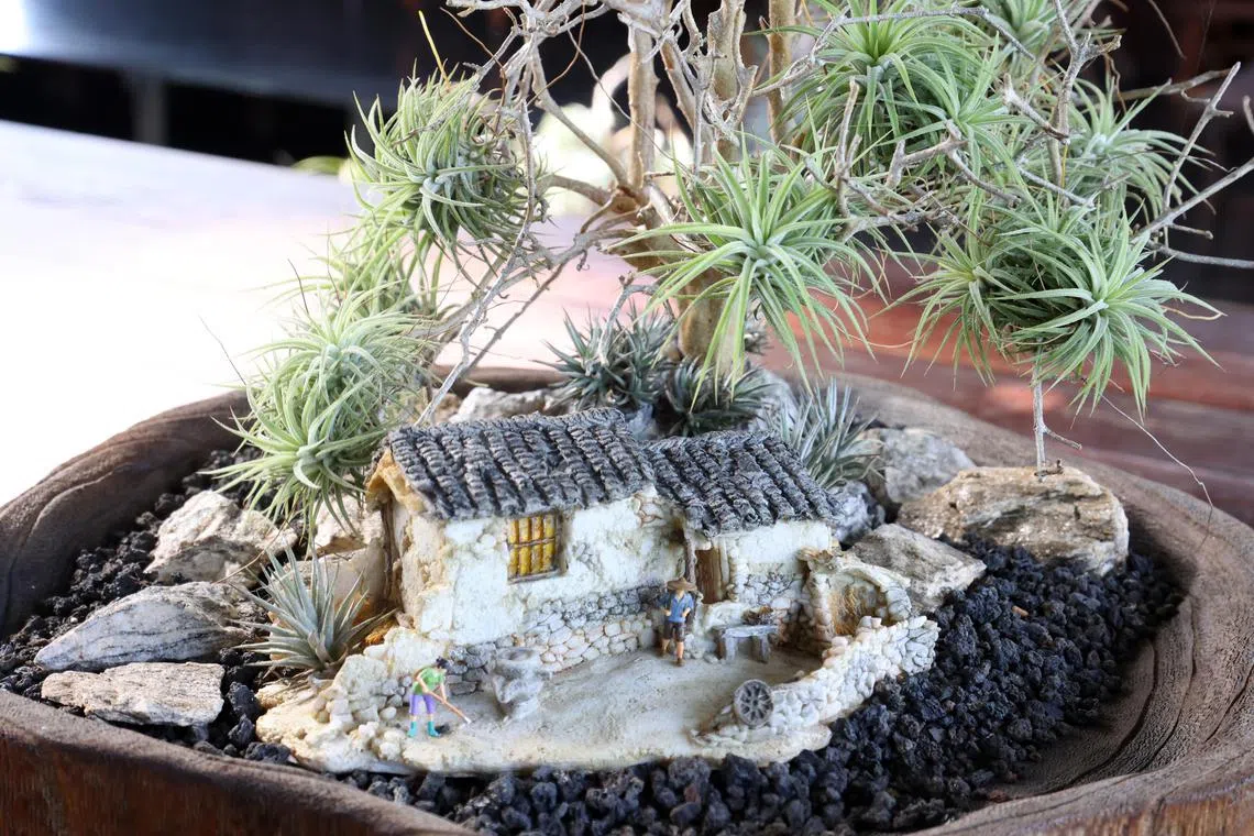 加入小屋等造景材料的空气凤梨，自成一个小天地。（邝启聪摄）