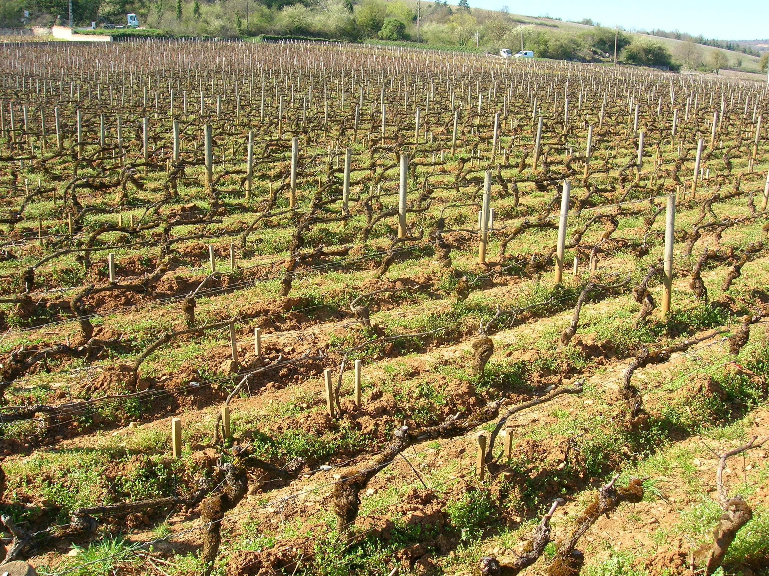 让-马克·皮洛酒庄大部分葡萄藤树龄在25至50年之间，但一级园的一些葡萄藤树龄高达90年。（Corney & Barrow提供）