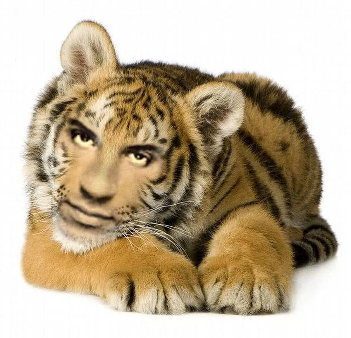 Vin Diesel多年前把脸贴到老虎头上，是不是很适合今年贺年用？（面簿）