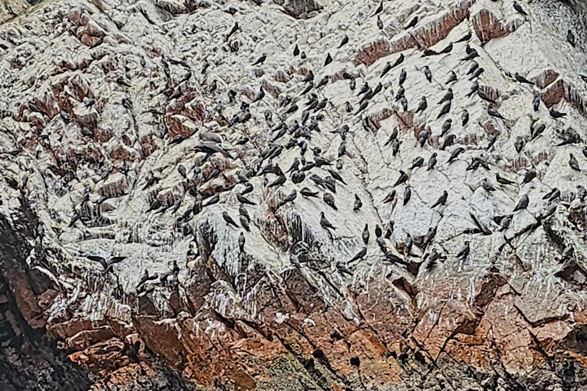 远观密密麻麻黑点，其实都是各类野生动物。（蔡玉卿摄）