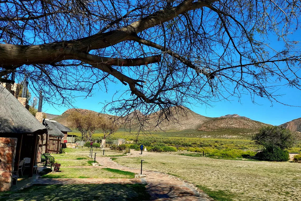 南非野生动物自然保护区的蓝天绿草。（陈鹏志摄）