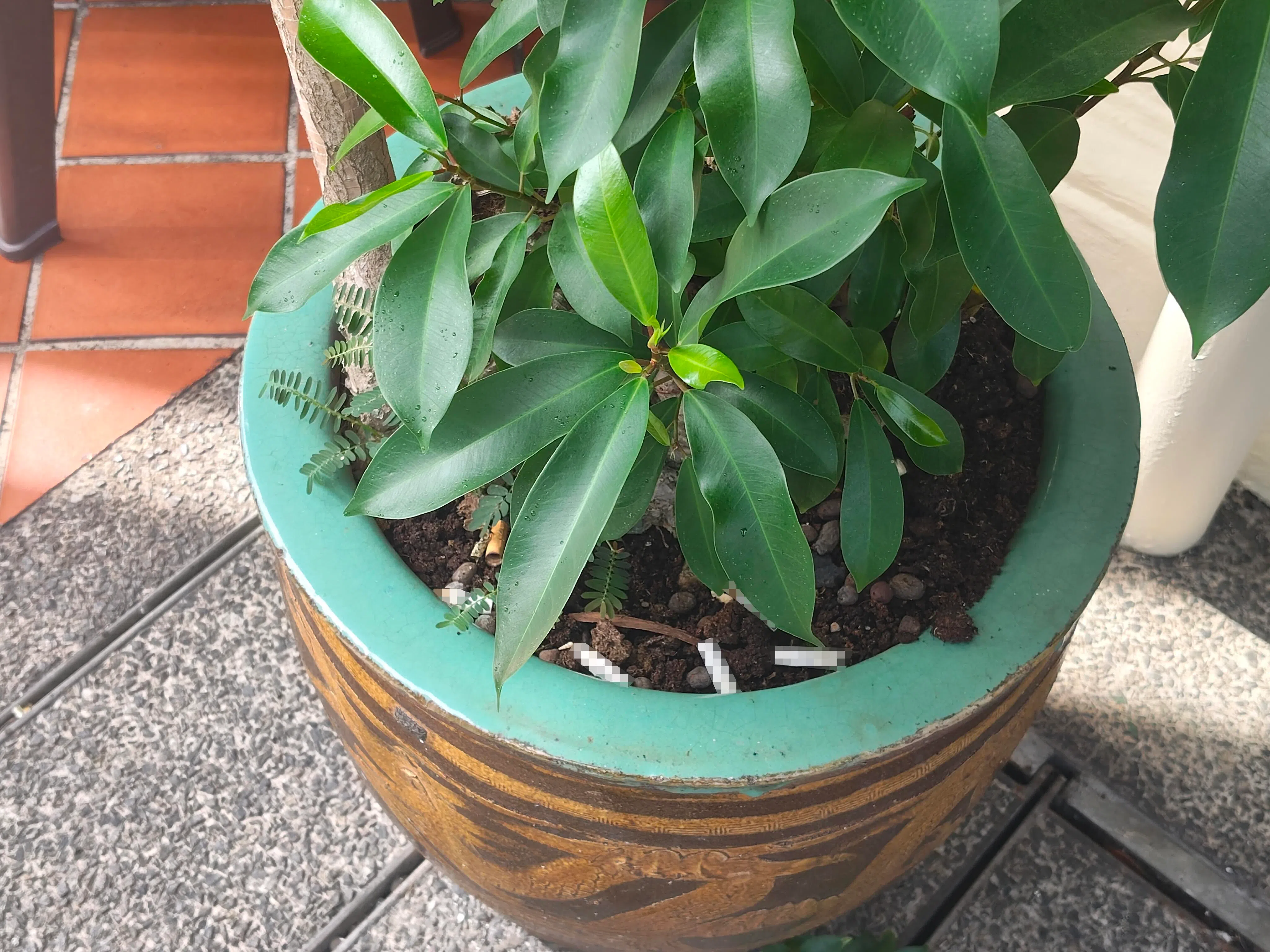 花盆内有不少烟蒂。（黄于殷摄）