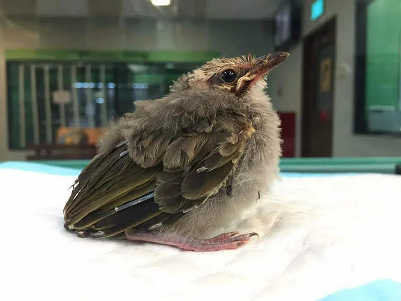 2018年裕廊飞禽公园经过10年尝试，终于成功孵育三只黄冠鹎，这是其中一只。（万态保育集团提供）