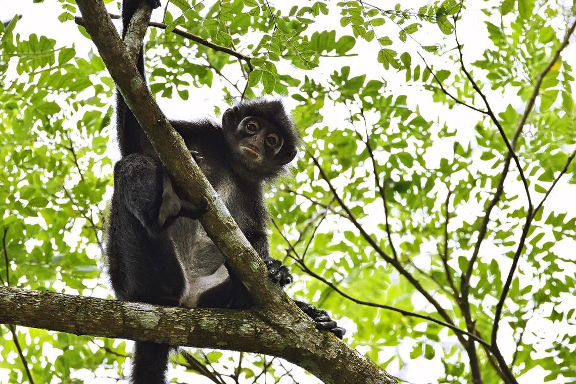 稀有的莱佛士叶猴曾造访温莎自然公园，说明自然公园拓宽了这种害羞生物的栖息空间。 （国家公园局提供）